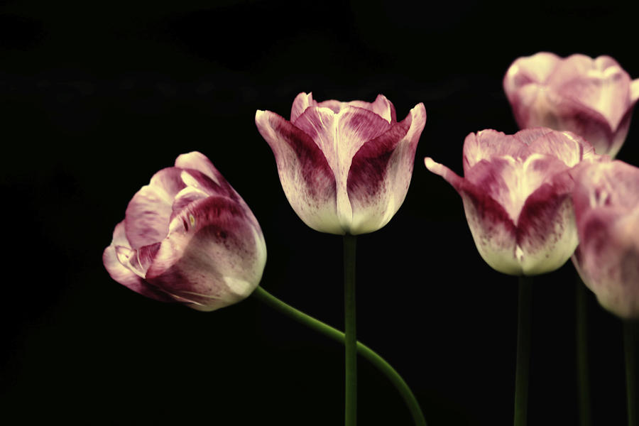 Boston Tulips Photograph by Richard Gregurich