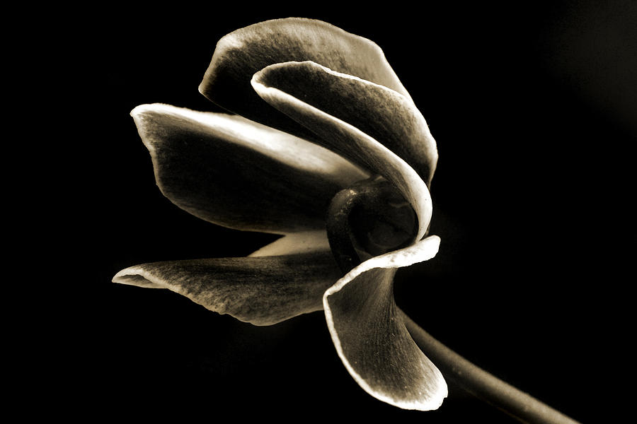 Botanical Abstract. Photograph by Terence Davis