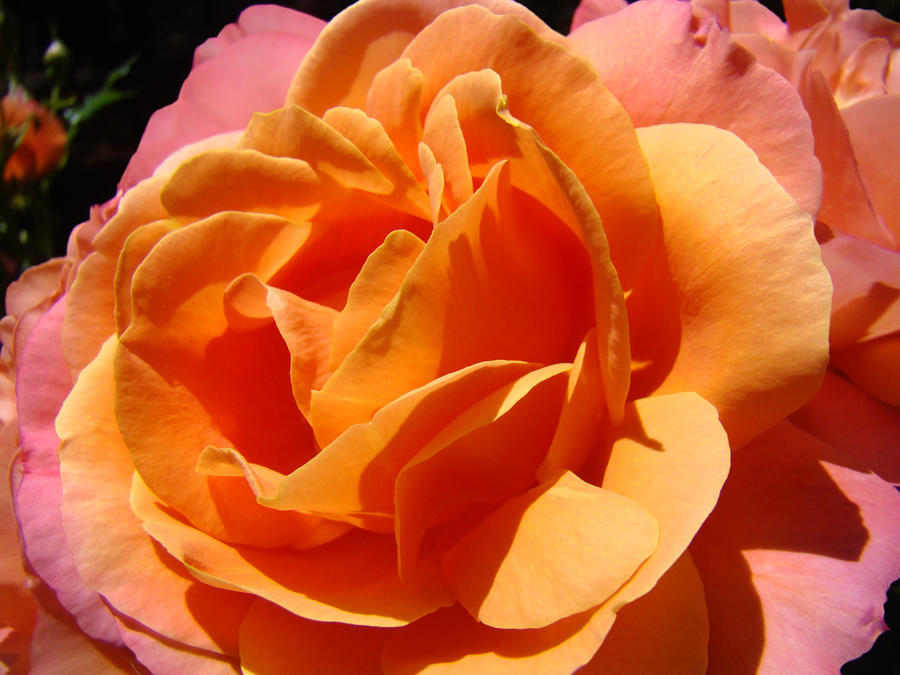Botanical Art Prints Vibrant Orange Rose Flower Photograph