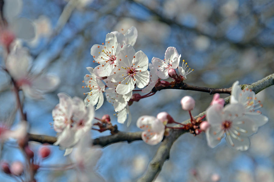 Botanical Blossoms Photograph by Martina Fagan