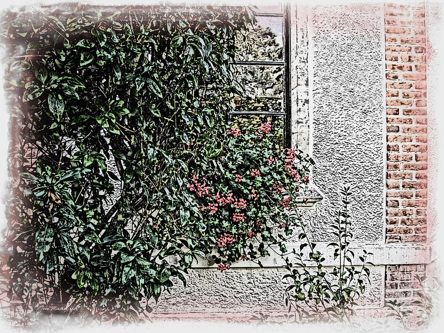 Botanical With Window Photograph