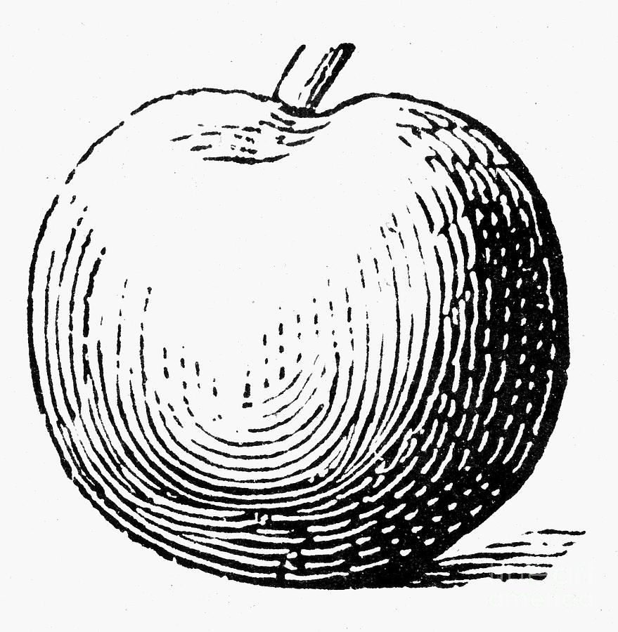 Apple Photograph - Botany: Apple by Granger