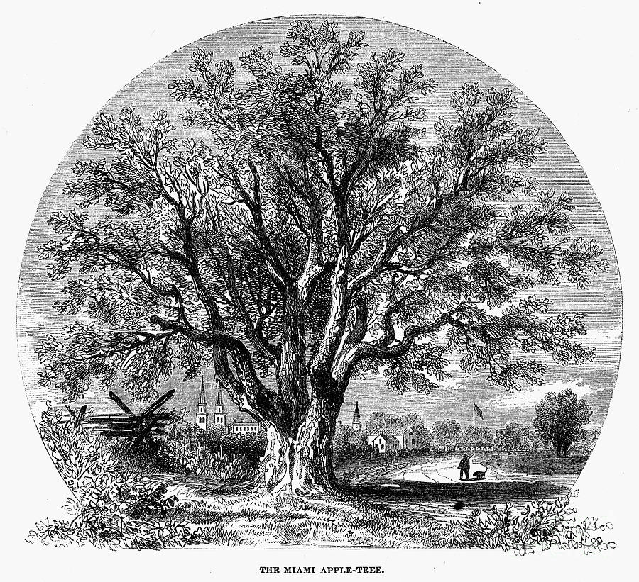 Botany: Apple Tree, 1862 Photograph by Granger