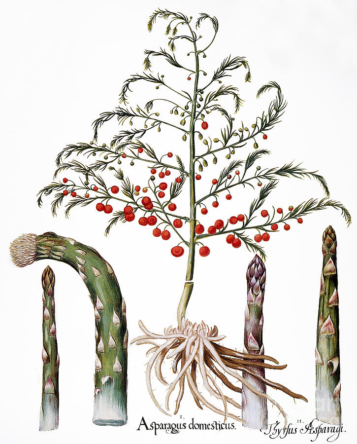 Botany: Asparagus, 1613 Photograph by Granger