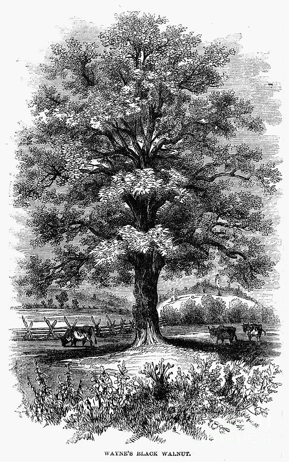 Botany: Black Walnut Tree Photograph by Granger