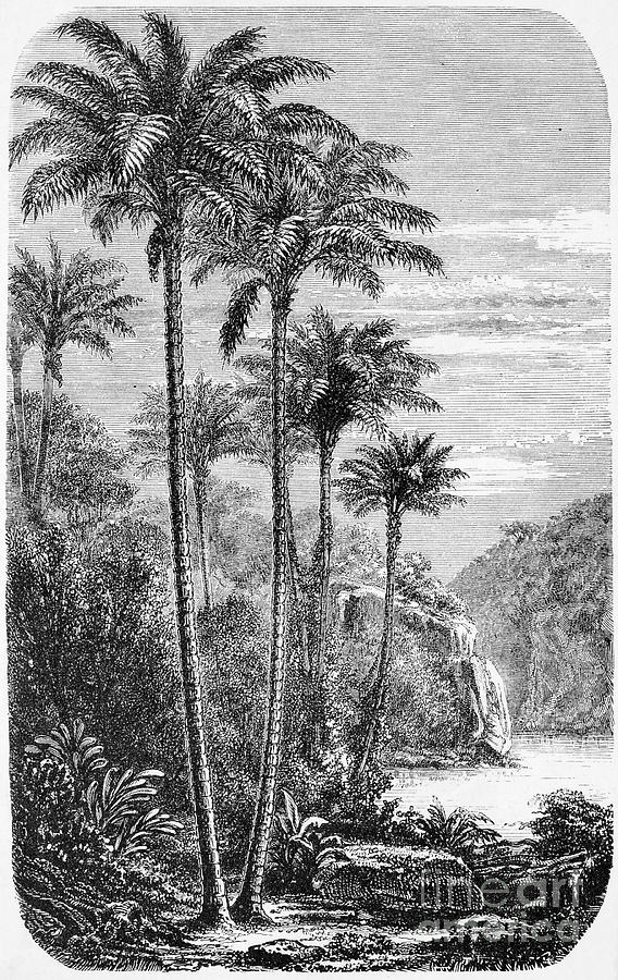Botany: Date Palms Photograph by Granger