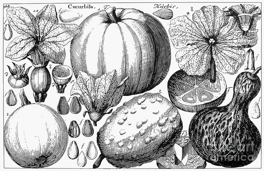 Botany: Squash & Pumpkins Photograph by Granger