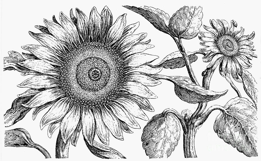 Sunflower Photograph - Botany: Sunflower by Granger