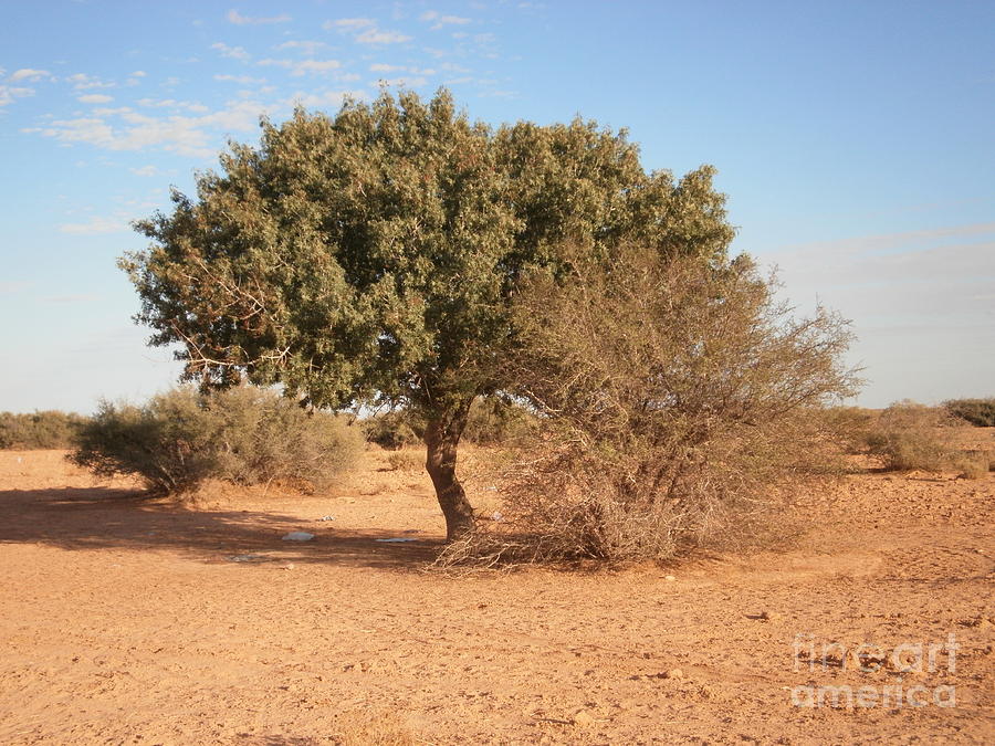 Tree Photograph - Botma  by Mourad HARKAT