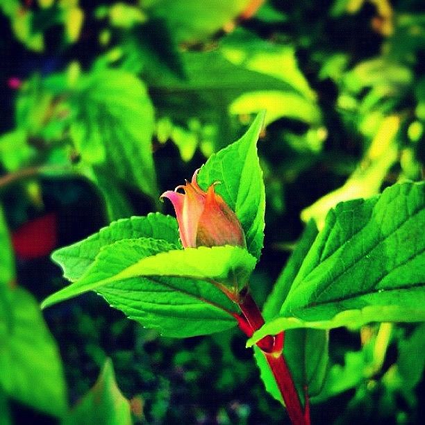 Nature Photograph - #botón De #flor En El #jardín by José Manosalva