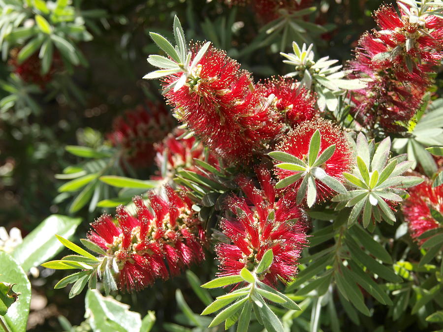 Bottle Brush Flower Cluster Photograph by James Granberry