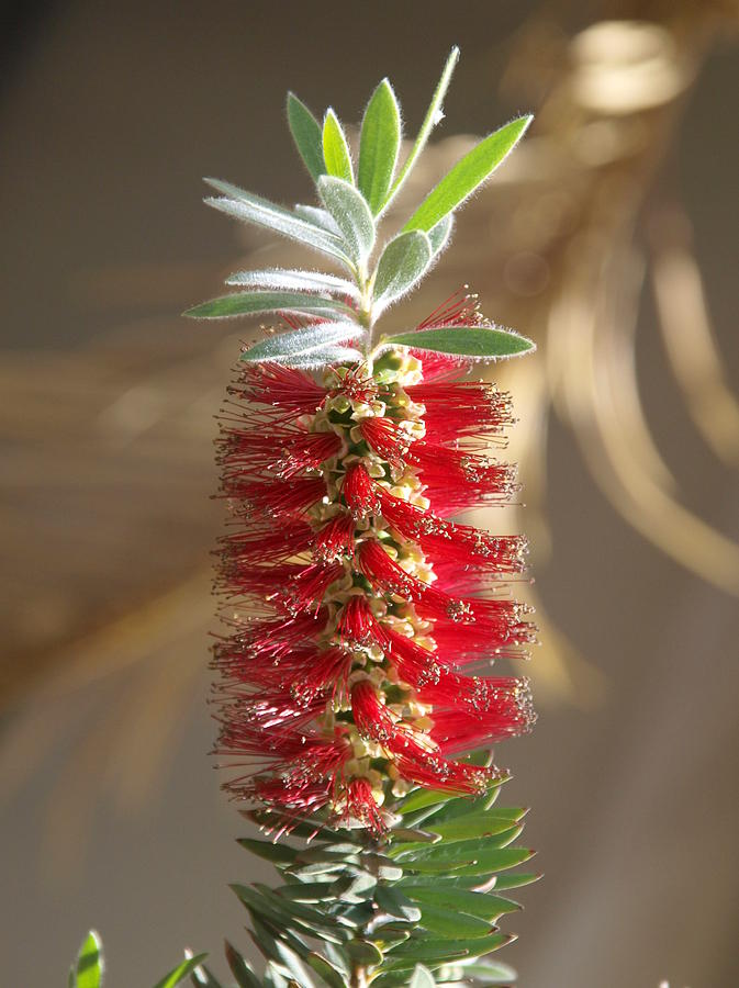Bottle Brush Flower Photograph by James Granberry