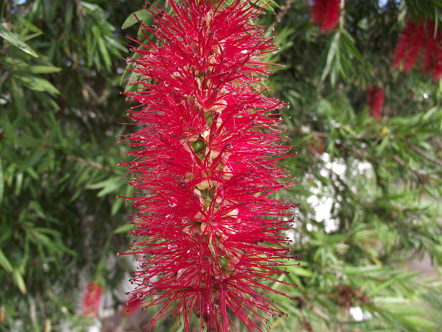 Bottle Brush Photograph by Rani De Leeuw - Fine Art America