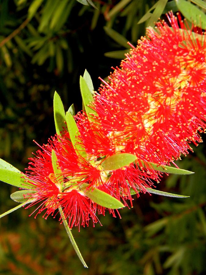 Bottlebrush Color Photograph by Warren Thompson - Fine Art America