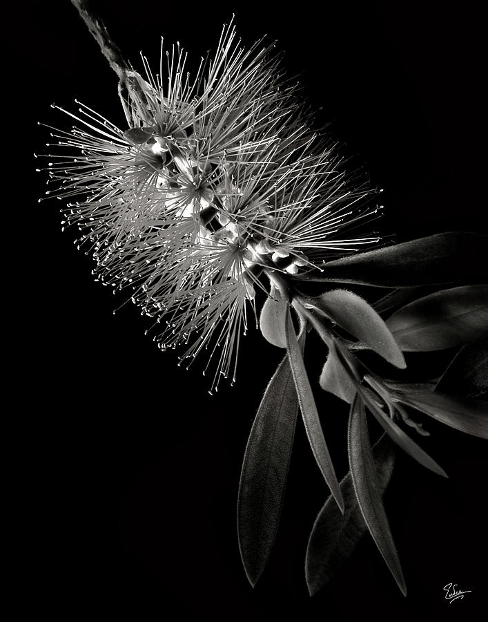 Bottlebrush in Black and White Photograph by Endre Balogh