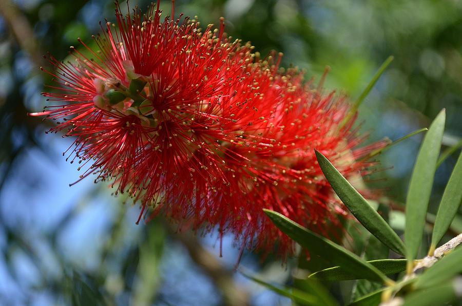 Bottlebrush Photograph by Lawton Vaughan - Fine Art America