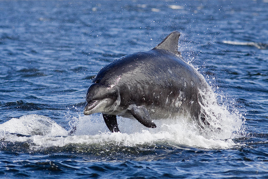 Bottlenose Dolphin Breach Photograph by Catherine Clark/www ...