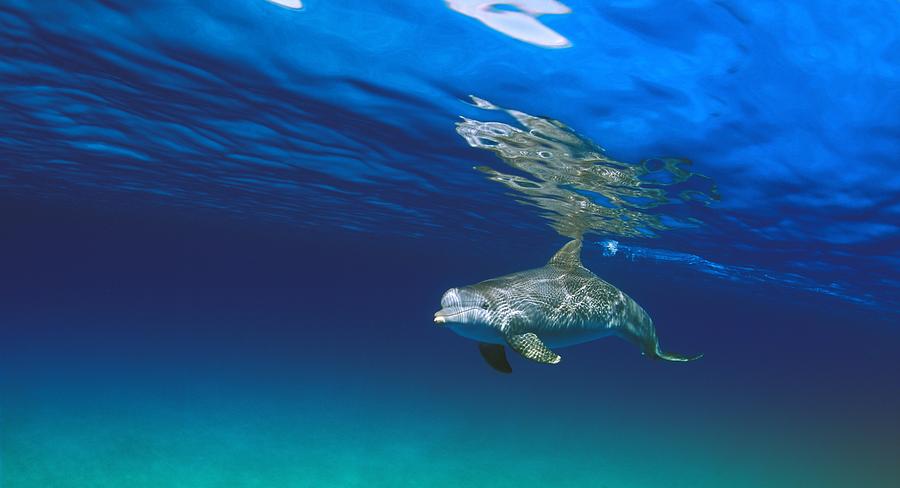 Animal Photograph - Bottlenose Dolphin by Carson Ganci