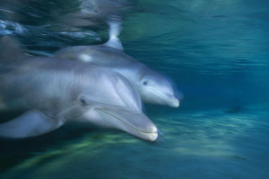 Bottlenose Dolphin Pair Hawaii Photograph by Flip Nicklin