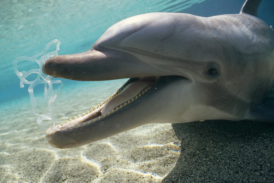 Bottlenose Dolphin Playing With Plastic Photograph by Flip Nicklin