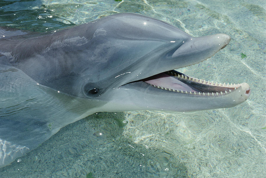 Bottlenose Dolphin Portrait  Hawaii Photograph by Flip Nicklin