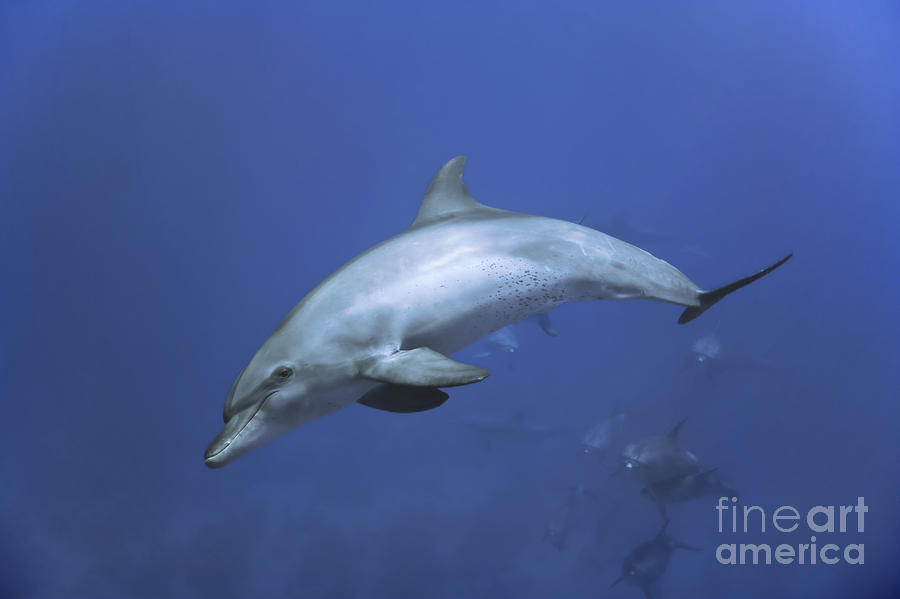 Bottlenose dolphin Photograph by Tom Peled