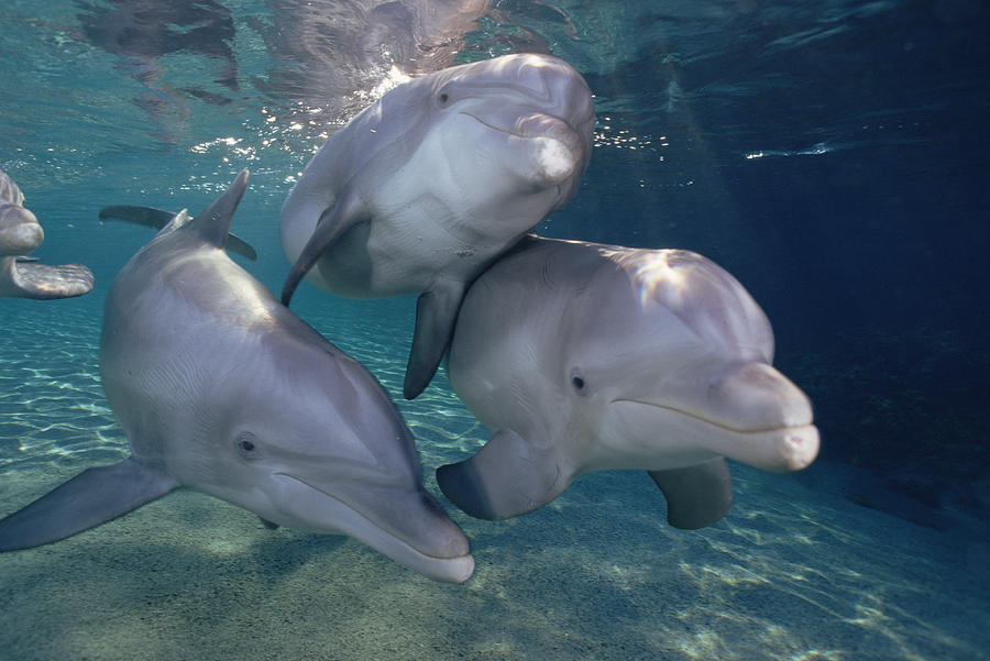 Bottlenose Dolphin Trio Hawaii Photograph by Flip Nicklin
