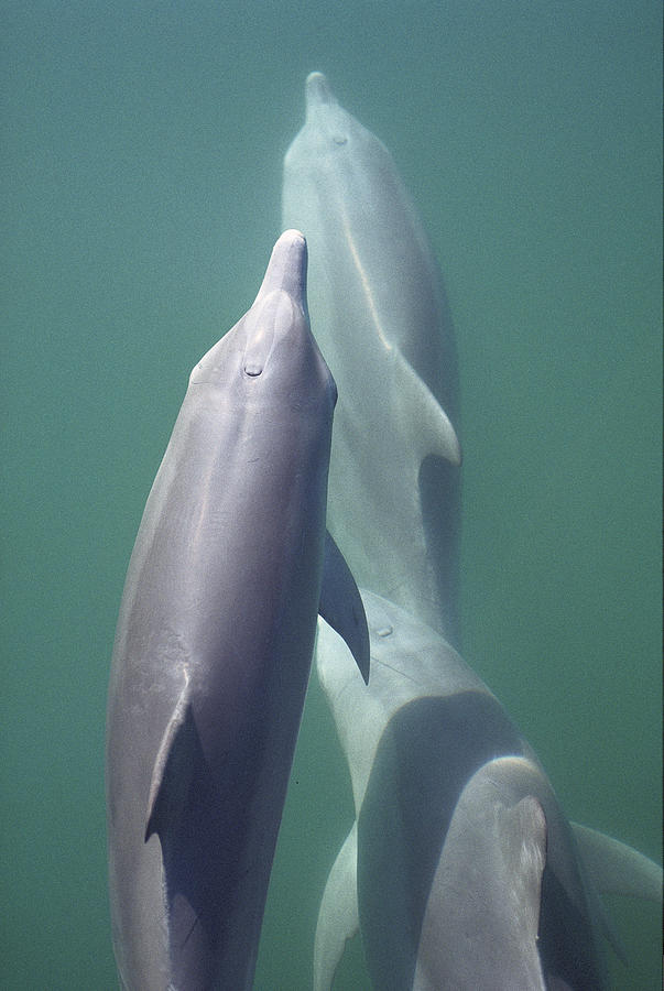 Bottlenose Dolphin Trio Surfacing Shark Photograph by Flip Nicklin