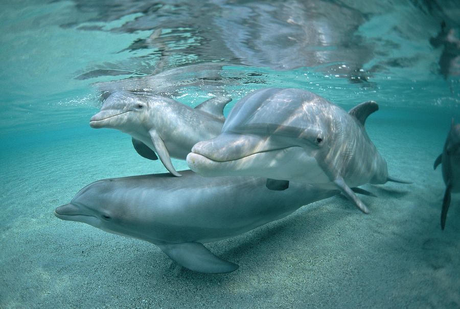 Bottlenose Dolphin Underwater Trio Photograph by Flip Nicklin