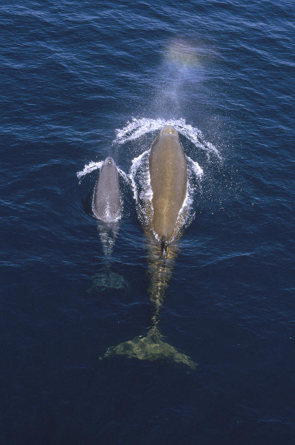Bottlenose Whale And Calf Surfacing Photograph by Flip Nicklin