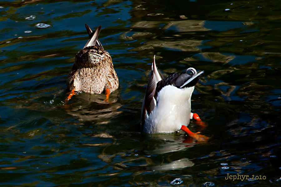 Bottoms Up Photograph by Jephyr Art