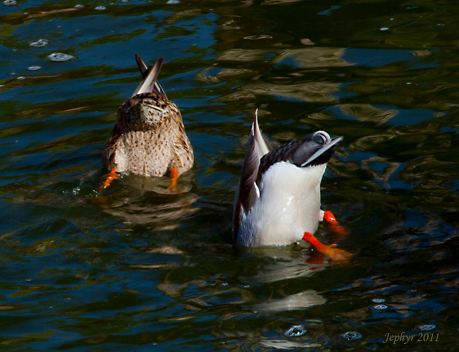 Bottoms Up Photograph by Jephyr Art