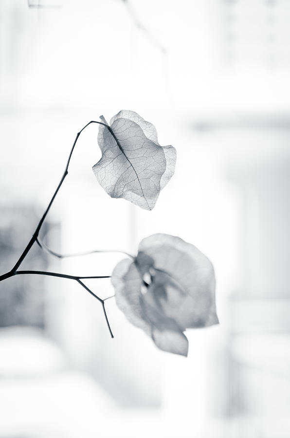 Bougainvillea - High-key lighting Photograph by Michael Goyberg