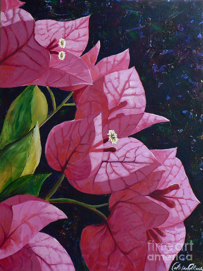 Flower Painting - Bougainvillea  by Catalina Rankin