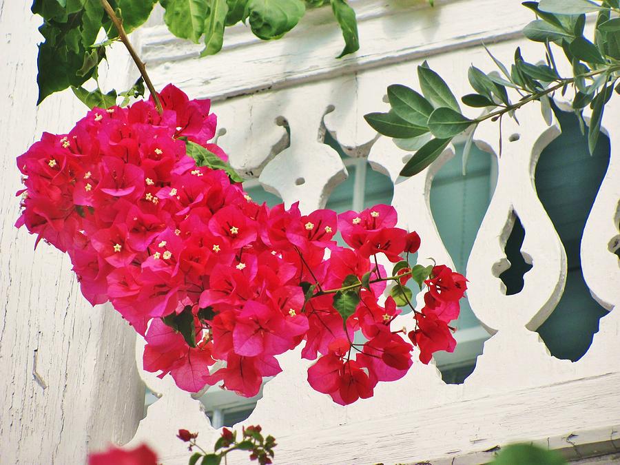 Architecture Painting - Bougainvillea by Christine  Fifer