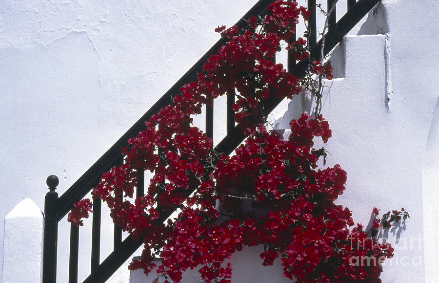 Bougainvillea Photograph by Heiko Koehrer-Wagner