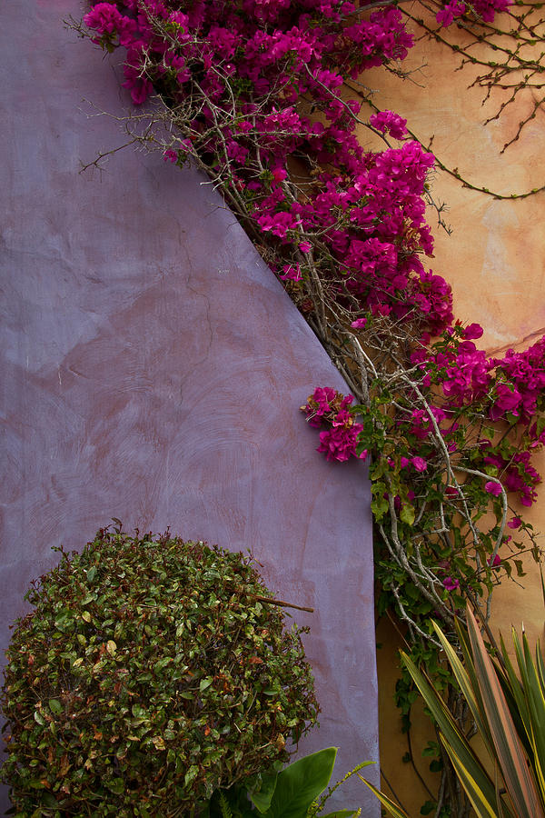 Bougainvillea Photograph by Roger Mullenhour