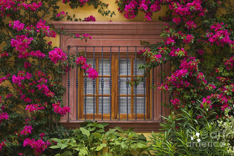 Bougainvillea Window Photograph by Craig Lovell