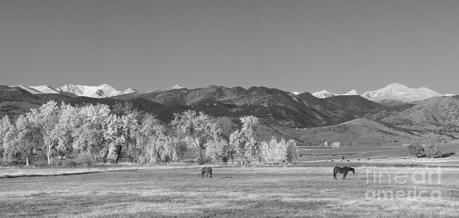 Boulder County Colorado Front Range Panorama With Horses BW Photograph by James BO Insogna