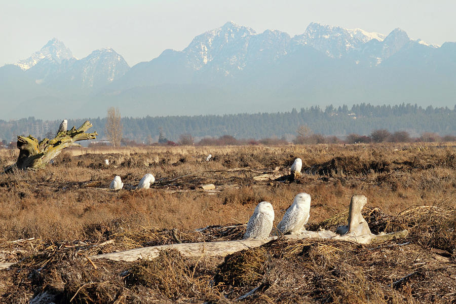 Boundary bay Snowy owls Photograph by Pierre Leclerc Photography