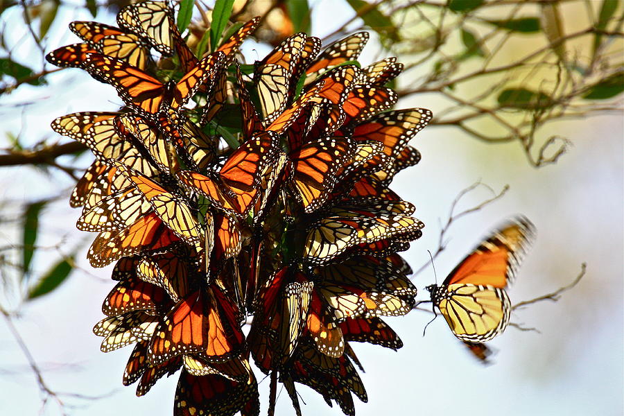 Bouquet of Butterflies Photograph by Diana Hatcher