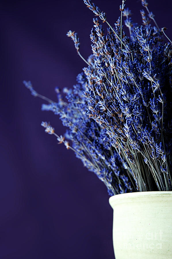 Bouquet Of Lavender Photograph by HD Connelly