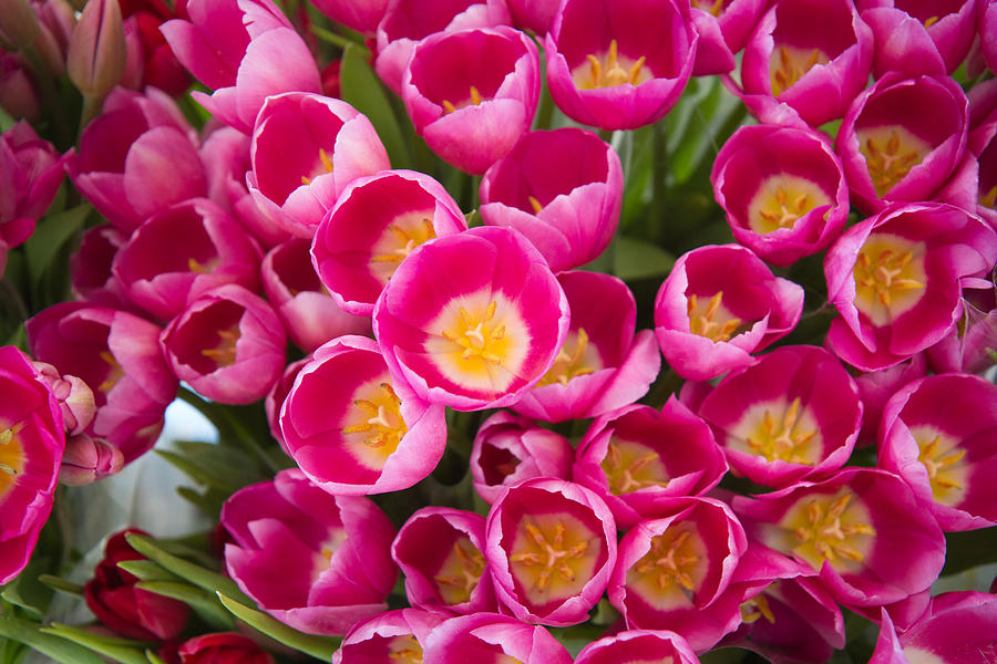 Bouquet Of Pink Tulips Photograph by Dina Calvarese