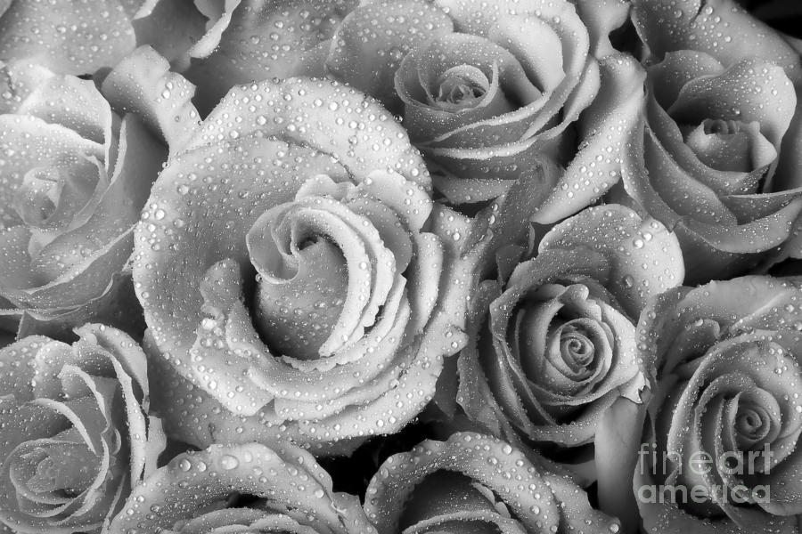 Bouquet Of Roses With Water Drops In Black And White Photograph By