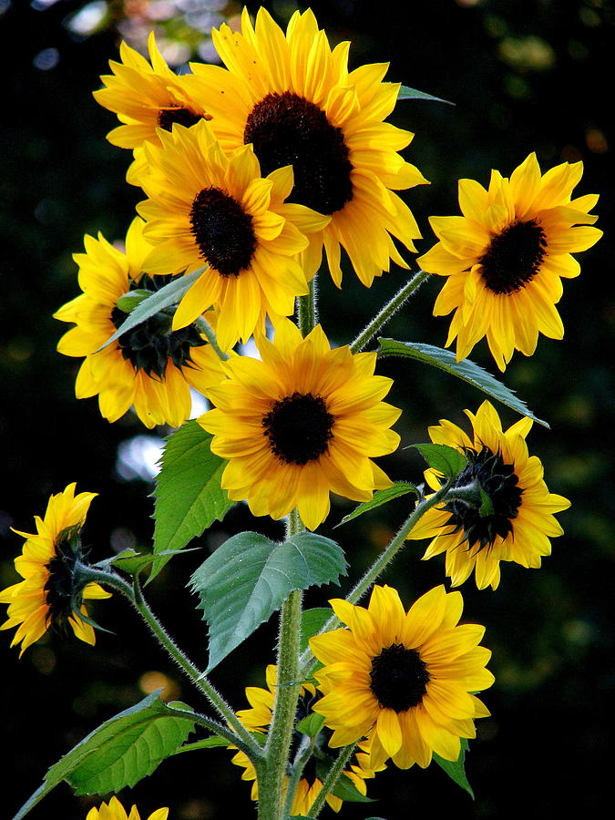 Bouquet of Sunflowers Photograph by Angie Vogel
