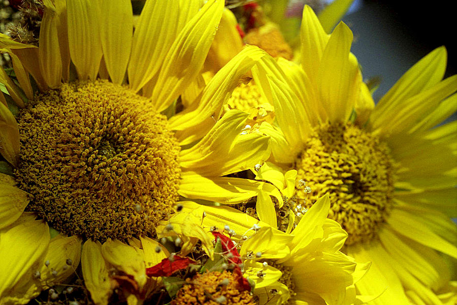 Bouquet with sunflowers Photograph by Emanuel Tanjala