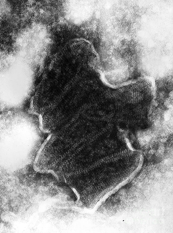 Bovine Ephemeral Fever Virus, Tem Photograph by Science Source