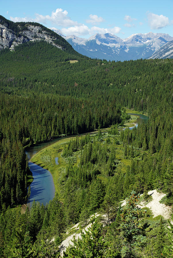 The Winding Bow River  Photograph by Robert Caddy
