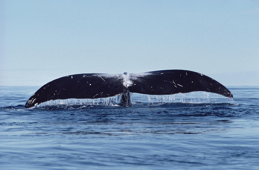Bowhead Whale Off Baffin Island Canada Photograph by Flip Nicklin