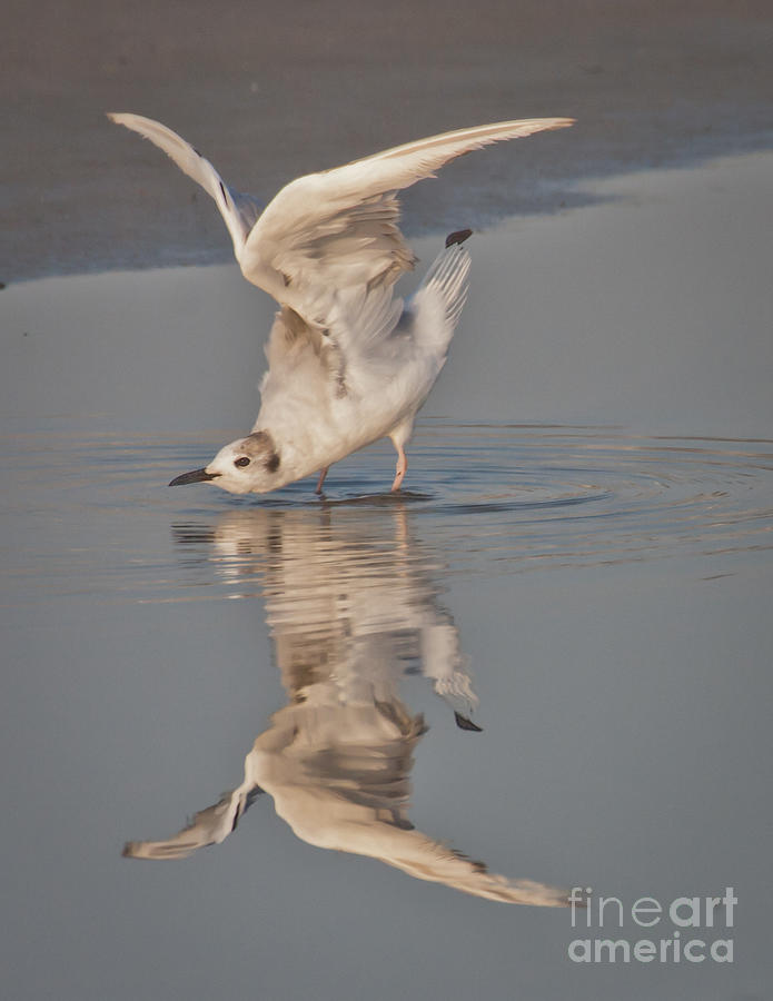 Bowing Bird Photograph by Dave Morin - Pixels